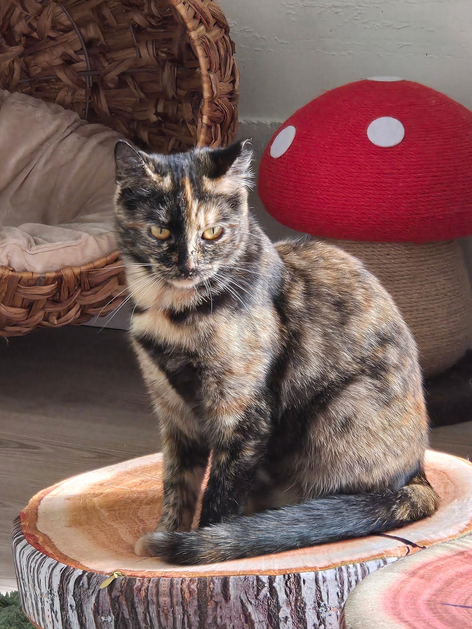 Butterscotch - female teenager, a Adoptable Tortoiseshell in San Francisco, CA image 2/3
