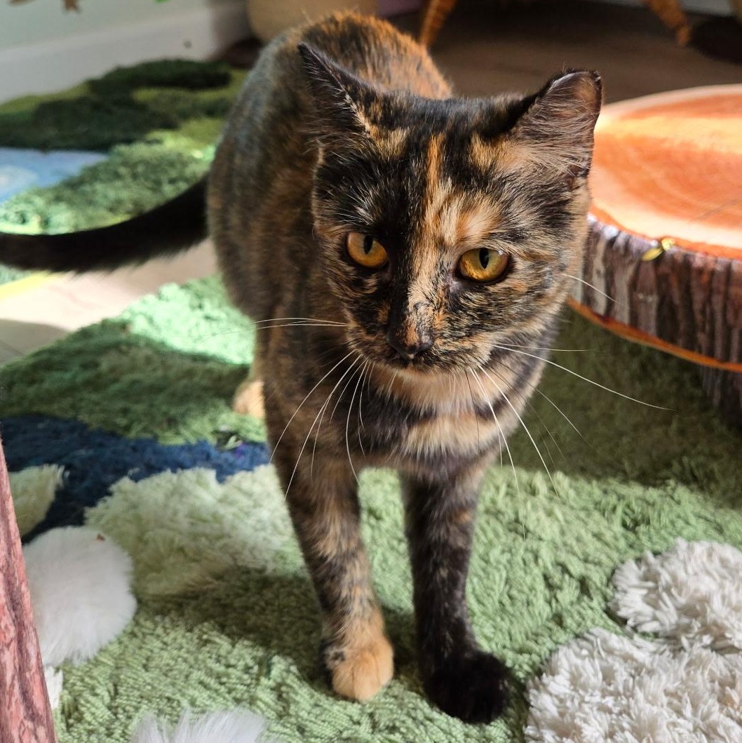 Butterscotch - female teenager, a Adoptable Tortoiseshell in San Francisco, CA image 3/3