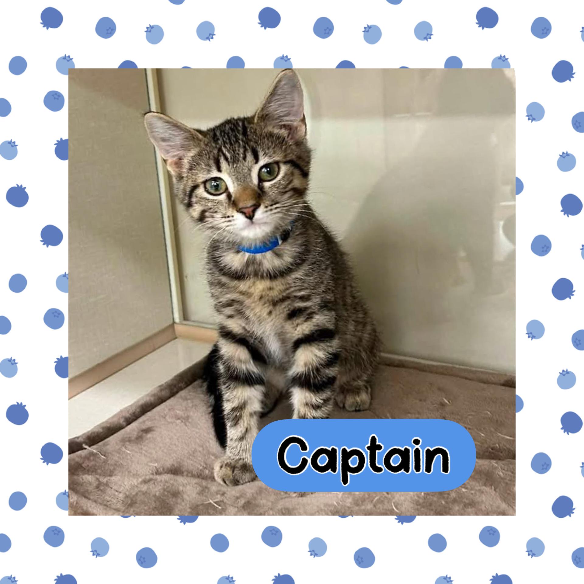 Captain, an adopted Domestic Short Hair in Warren, OH image 1/2