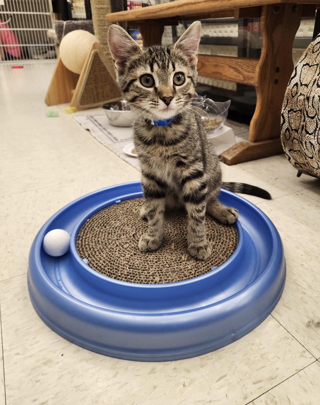 Captain, an adopted Domestic Short Hair in Warren, OH image 2/2