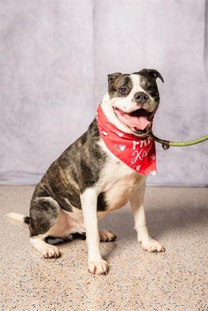 ROMEO, Adoptable, Adult Male American Bulldog.