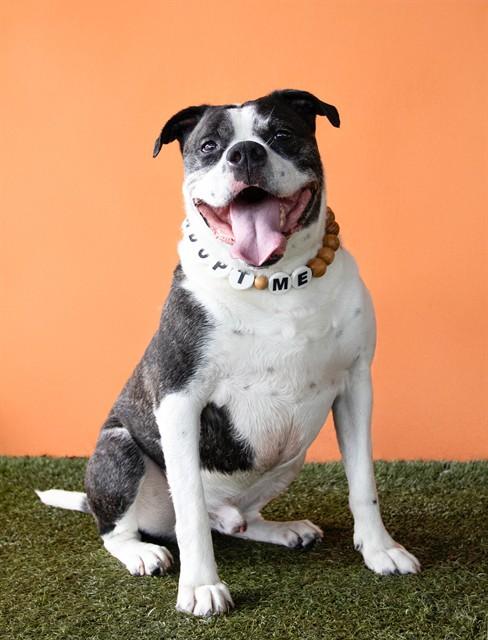ROMEO, Adoptable, Adult Male American Bulldog.