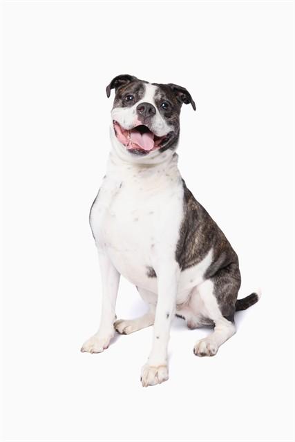 ROMEO, Adoptable, Adult Male American Bulldog.