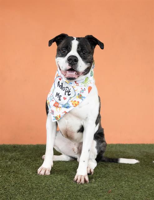 ROMEO, Adoptable, Adult Male American Bulldog.