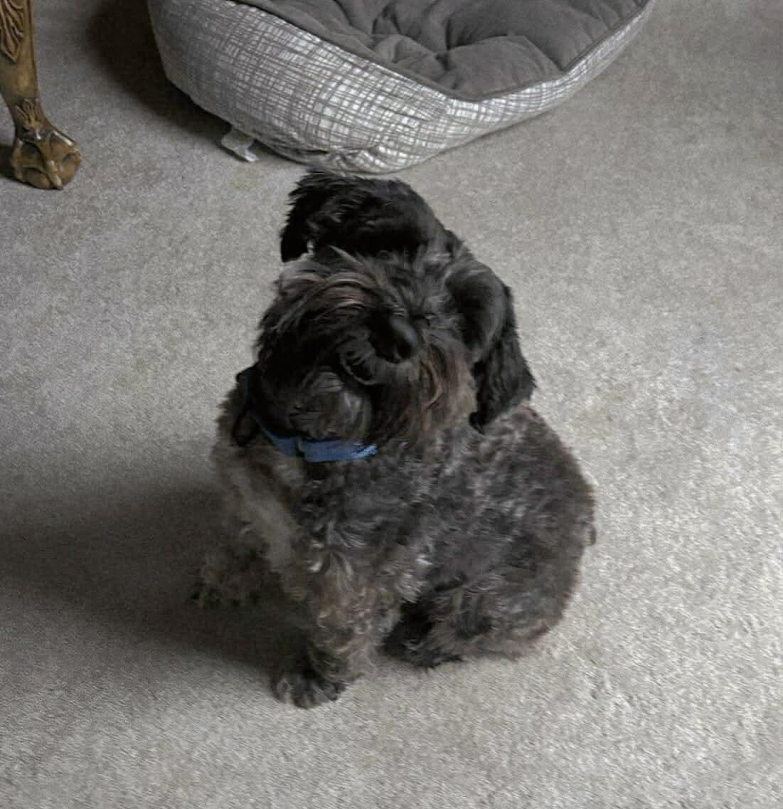 Enlarge Thunder, an adopted mixed breed in North Olmsted, OH image 2/4