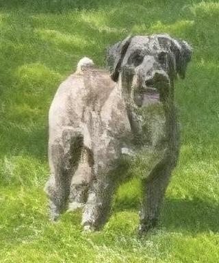 Enlarge Thunder, an adopted mixed breed in North Olmsted, OH image 4/4