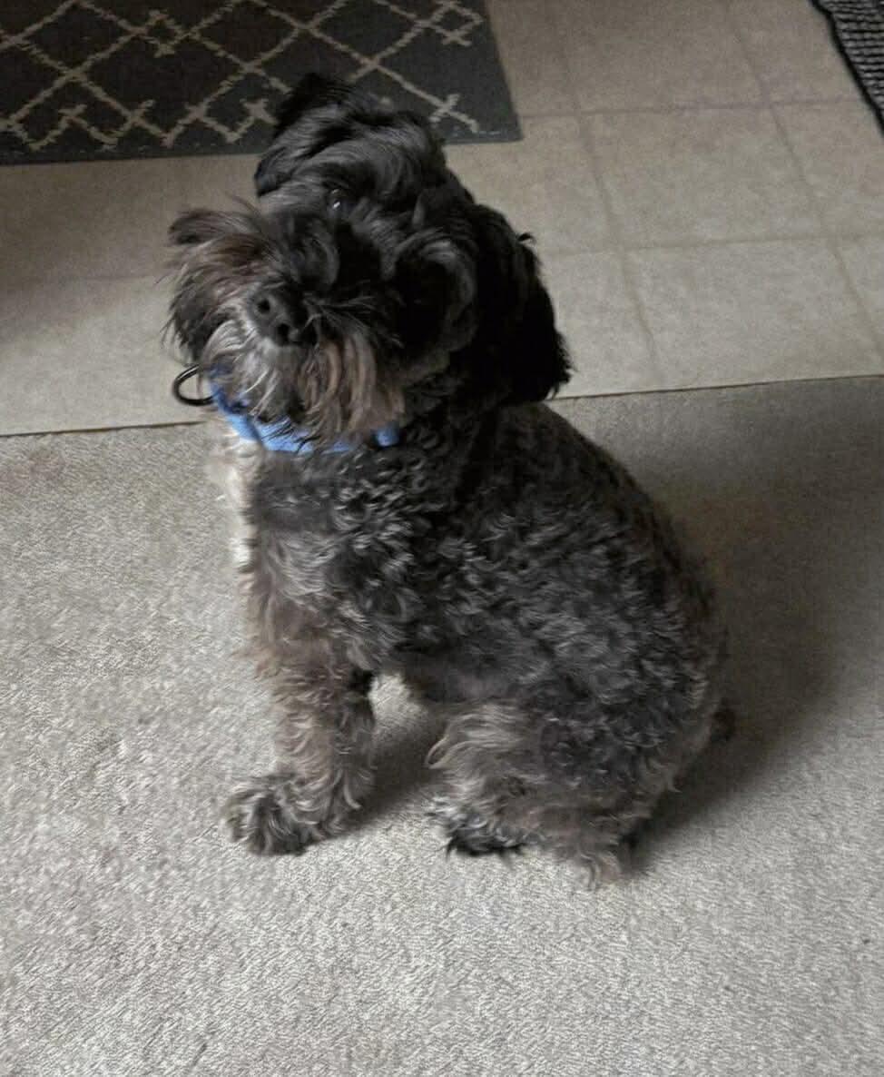 Enlarge Thunder, an adopted mixed breed in North Olmsted, OH image 1/4