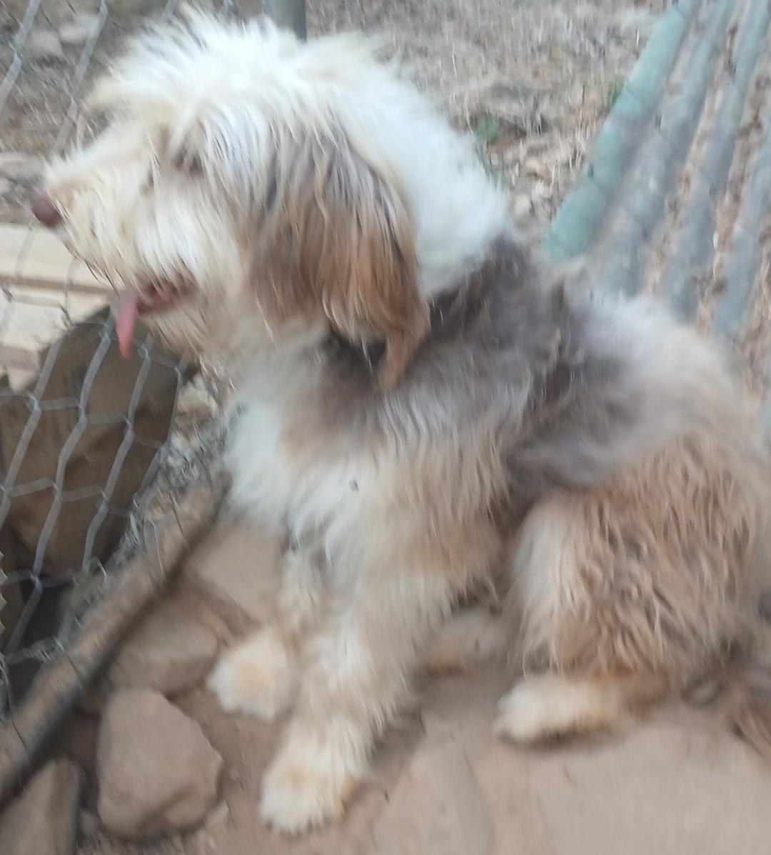 Enlarge Scruffy, a Adopted mixed breed in Mena, AR image 5/6