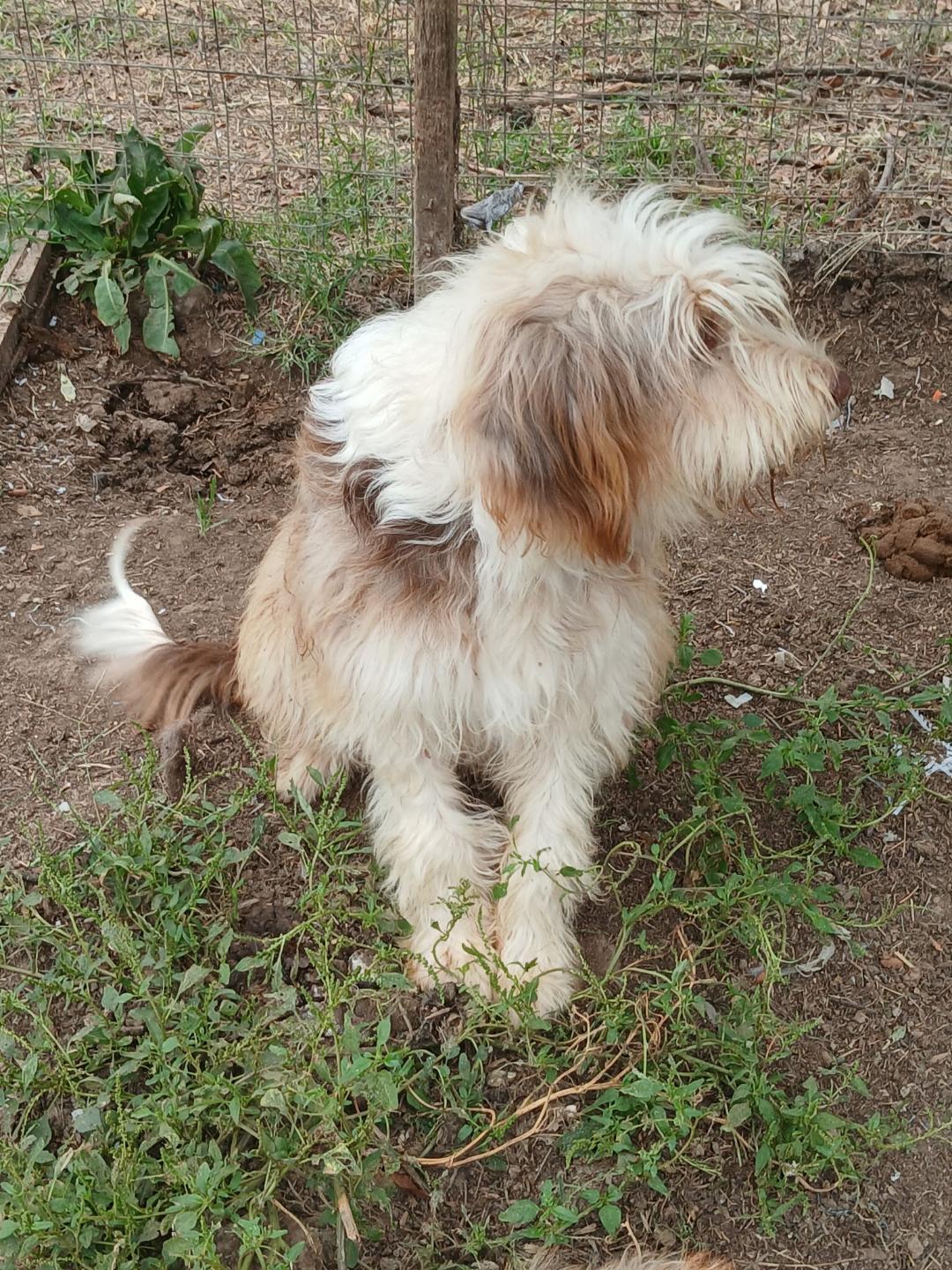 Enlarge Scruffy, a Adopted mixed breed in Mena, AR image 2/6