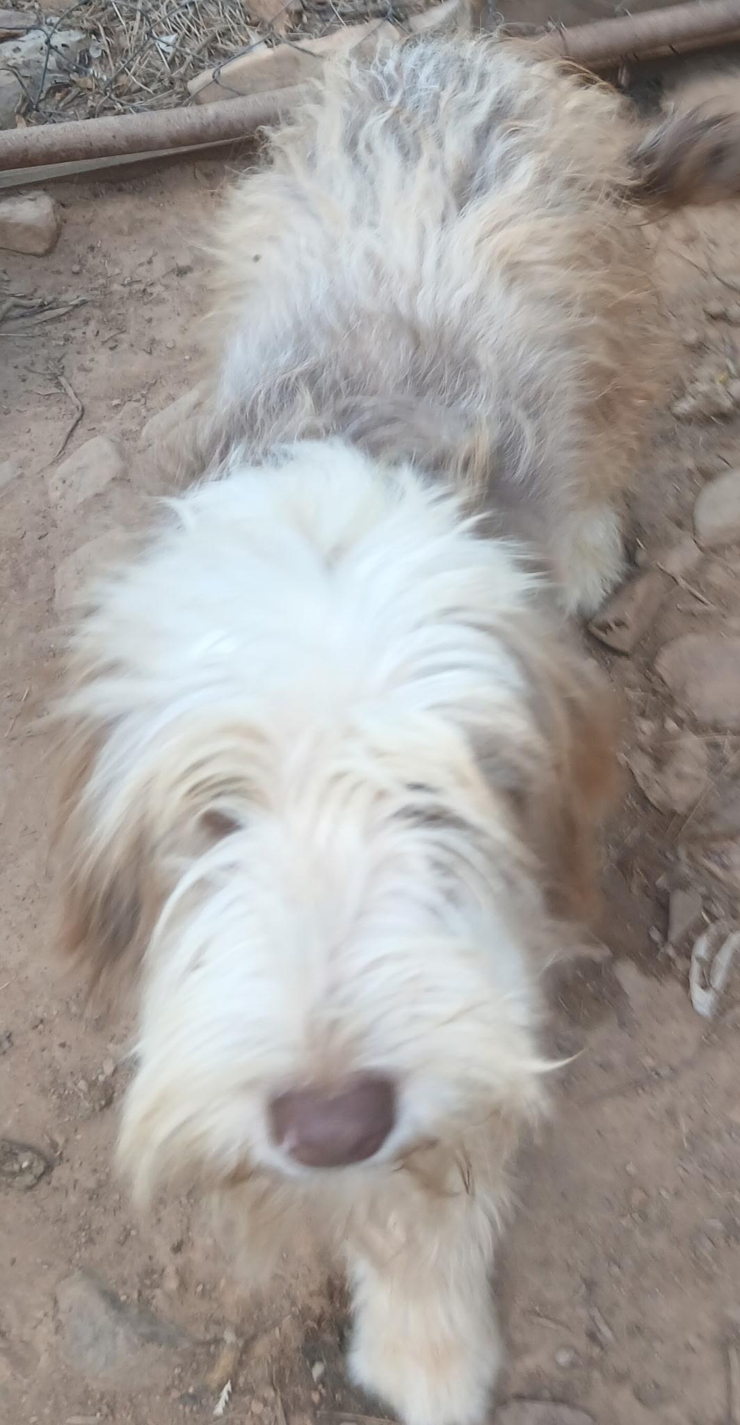 Enlarge Scruffy, a Adopted mixed breed in Mena, AR image 6/6