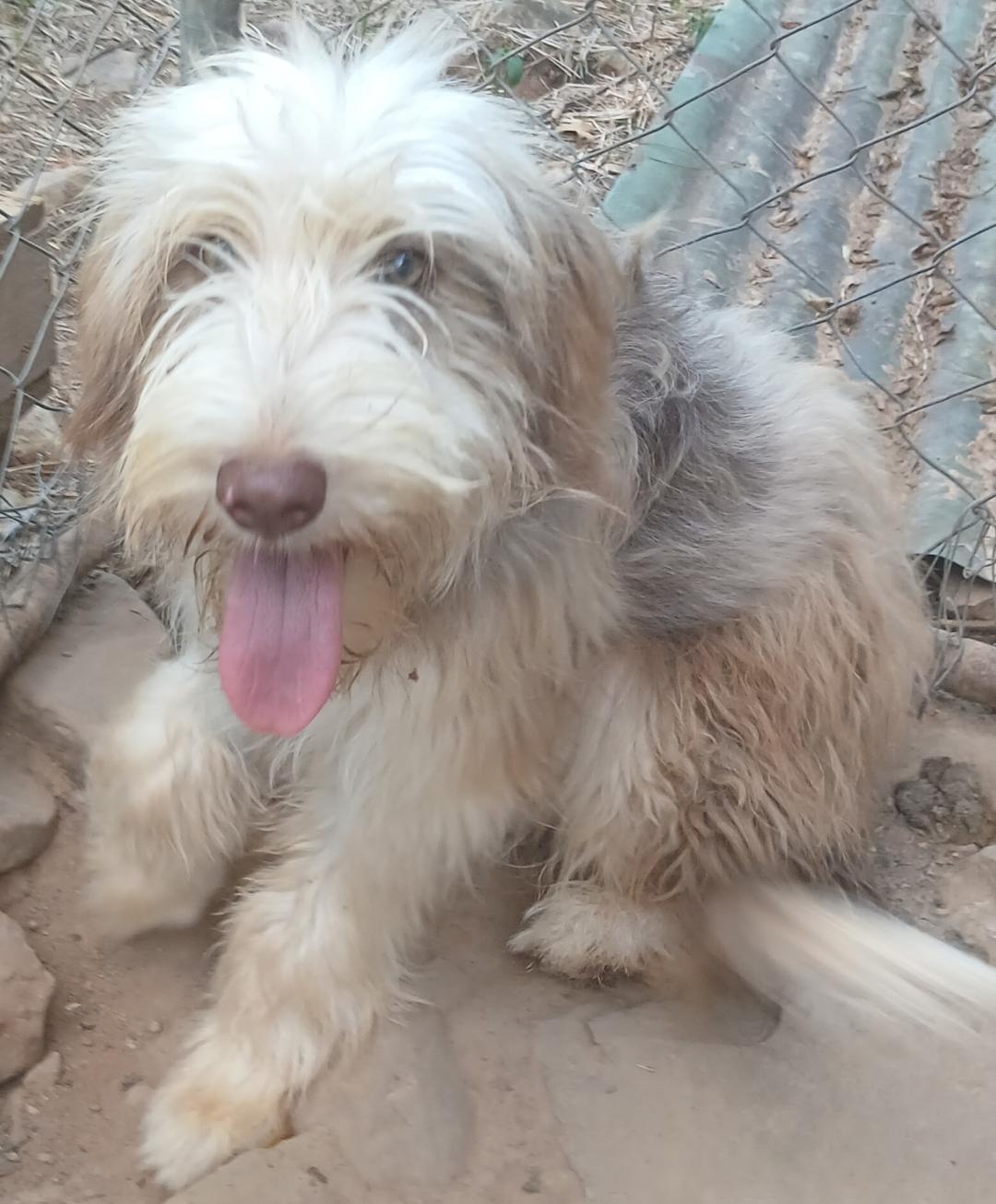 Enlarge Scruffy, a Adopted mixed breed in Mena, AR image 4/6