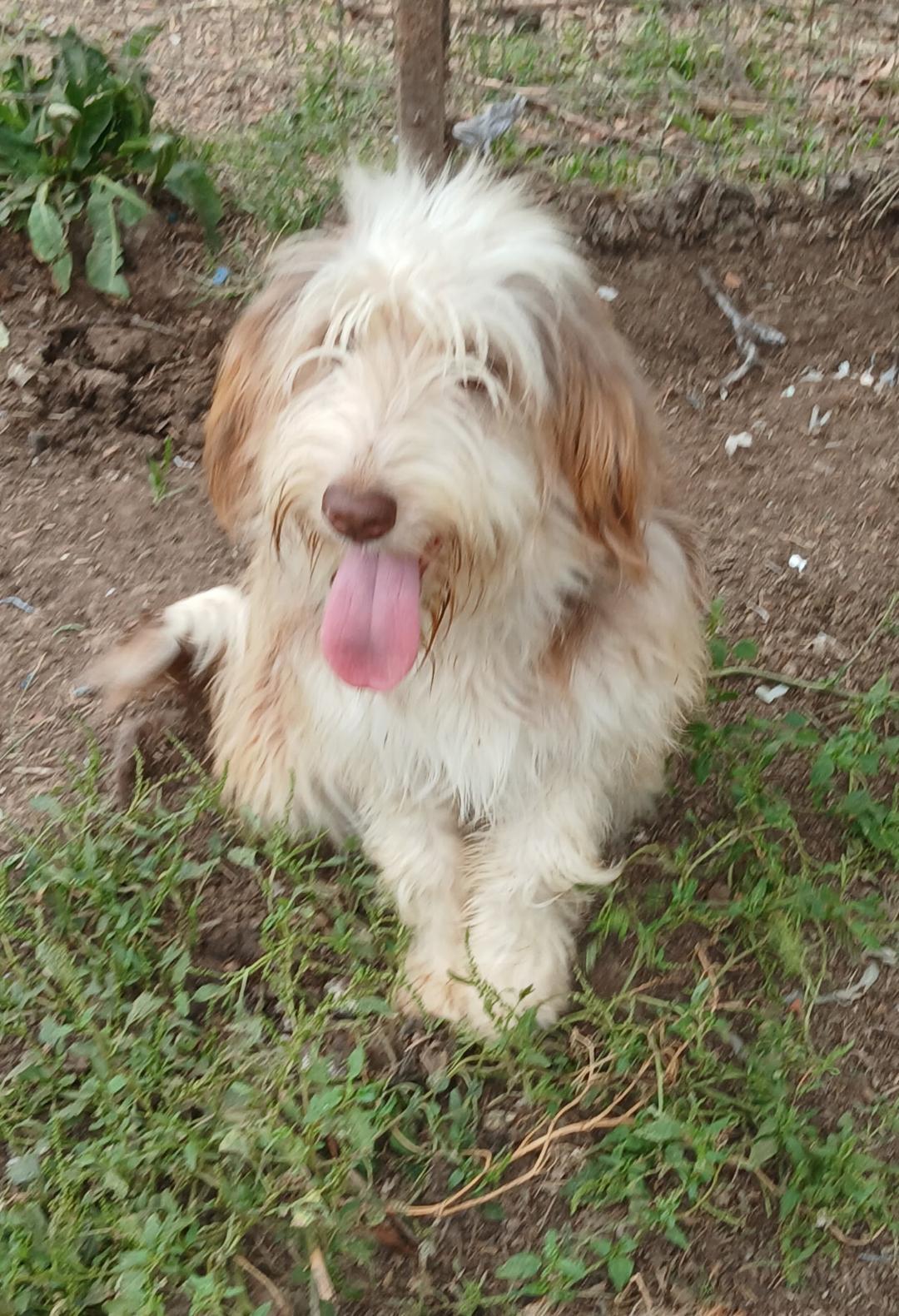 Enlarge Scruffy, a Adopted mixed breed in Mena, AR image 1/6