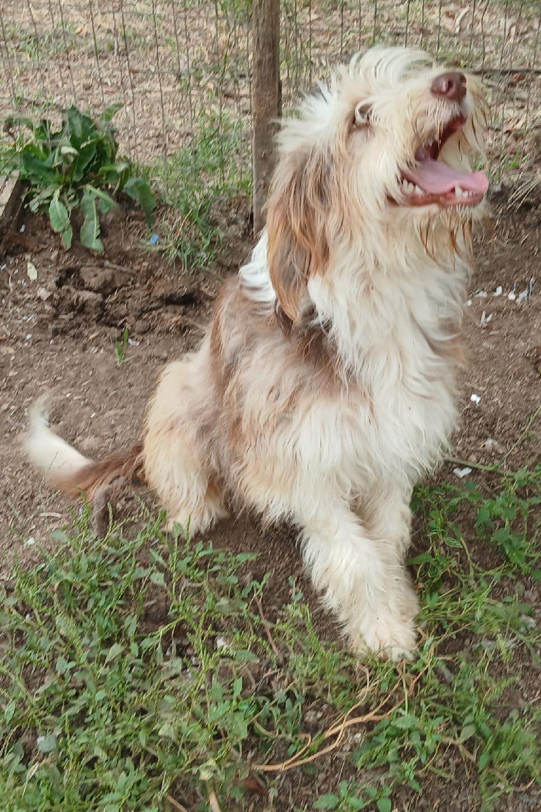 Enlarge Scruffy, a Adopted mixed breed in Mena, AR image 3/6