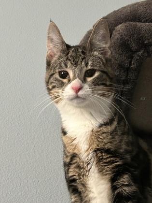 Enlarge Tippy, a Adoptable mixed breed in Hillsboro, OR image 3/3