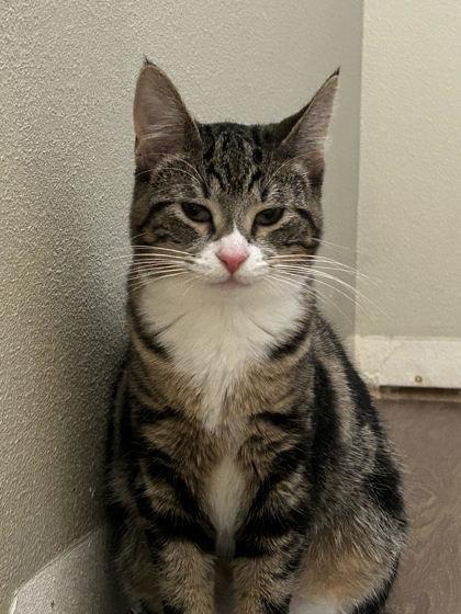 Tippy, a Adoptable mixed breed in Hillsboro, OR image 3/3