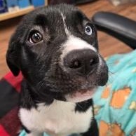 Smokey, Adoptable, Young Female Siberian Husky & Mixed Breed.