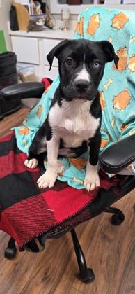 Enlarge Smokey, a Adoptable mixed breed in Lawrenceville, GA image 2/3