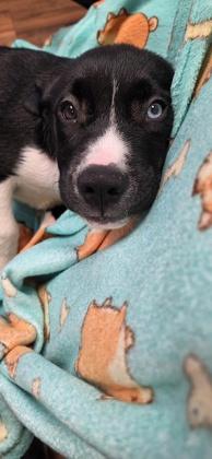 Enlarge Smokey, a Adoptable mixed breed in Lawrenceville, GA image 3/3