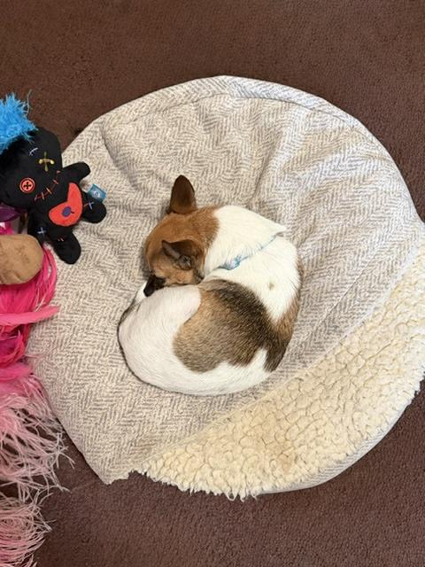 Enlarge Elote, a ADOPTABLE Chihuahua in New Orleans, LA image 4/6