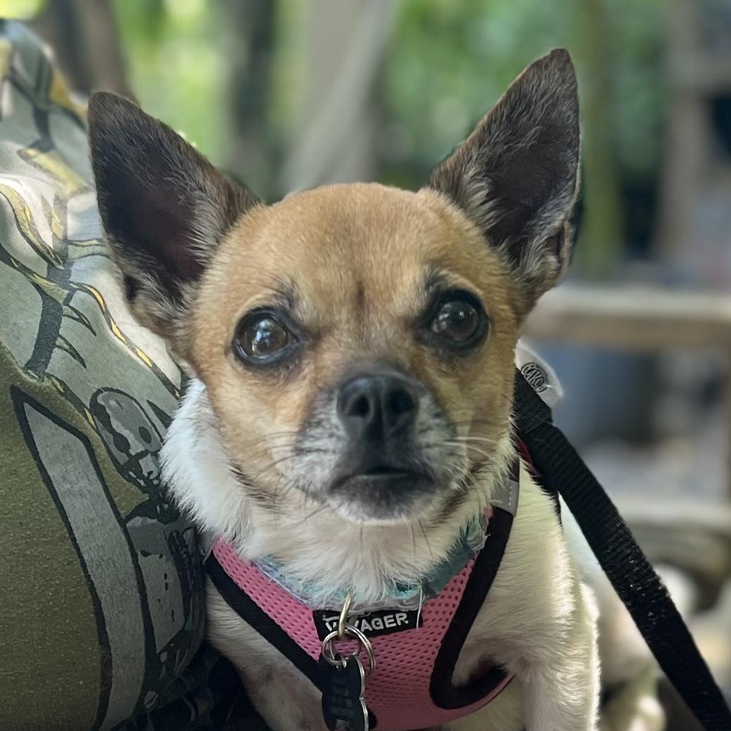Elote, ADOPTABLE, Adult Female Chihuahua.