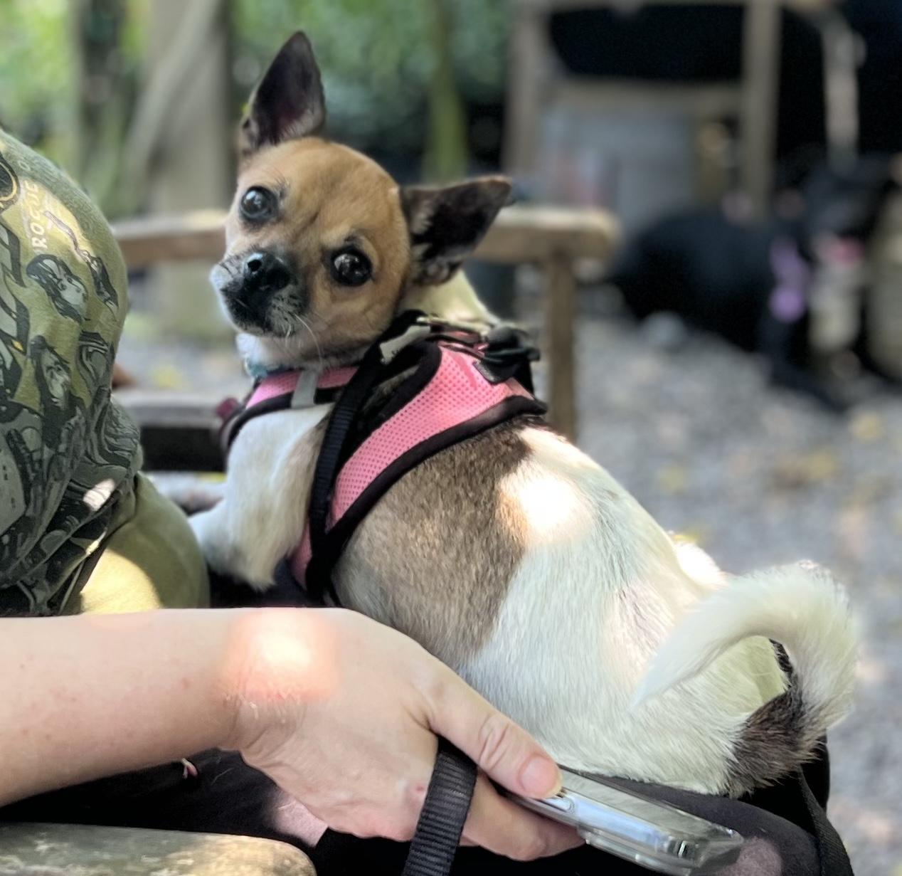 Enlarge Elote, a ADOPTABLE Chihuahua in New Orleans, LA image 2/6