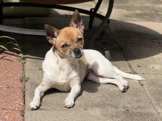 Enlarge Elote, a ADOPTABLE Chihuahua in New Orleans, LA image 5/6
