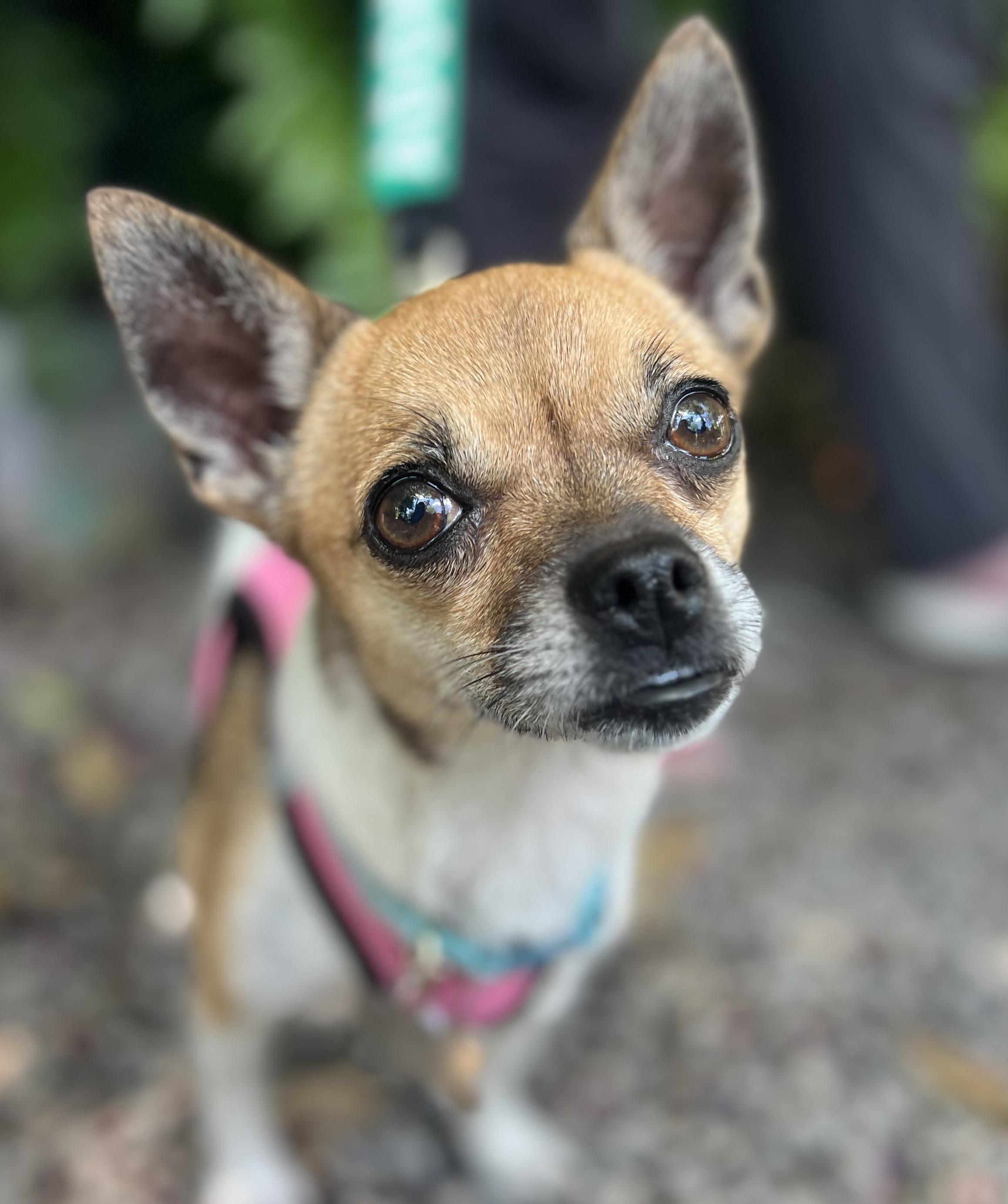 Enlarge Elote, a ADOPTABLE Chihuahua in New Orleans, LA image 3/6