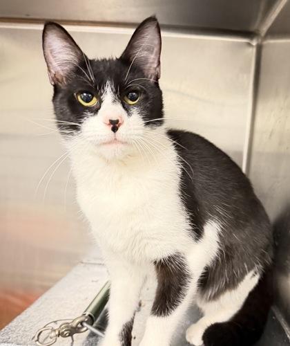 Totowa, Adoptable, Young Female Domestic Short Hair & Domestic Short Hair.
