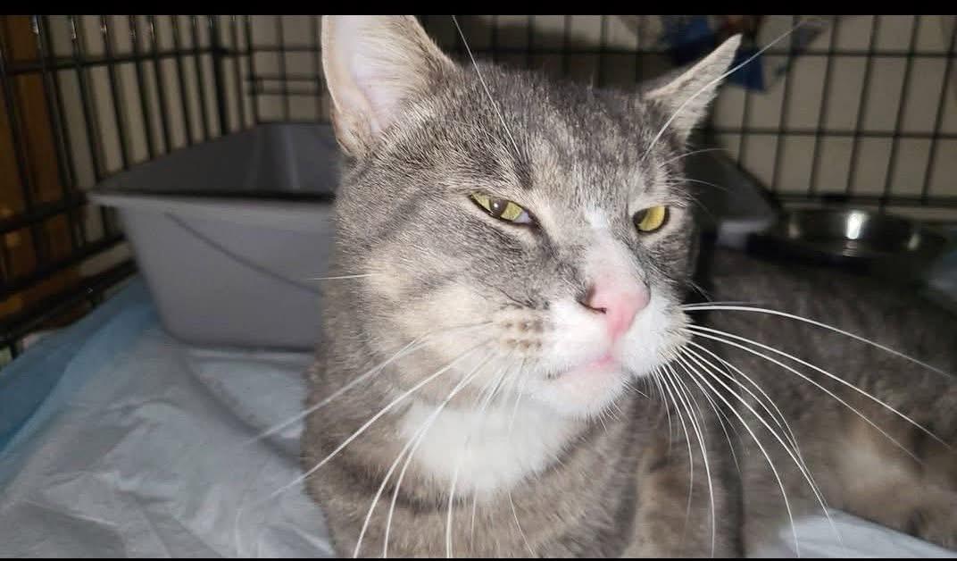 Enlarge Niko , an adopted Domestic Short Hair in Enfield, CT image 3/5