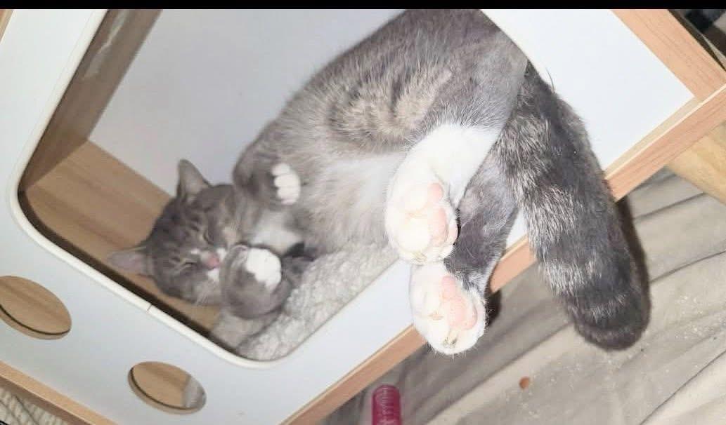 Enlarge Niko , an adopted Domestic Short Hair in Enfield, CT image 5/5