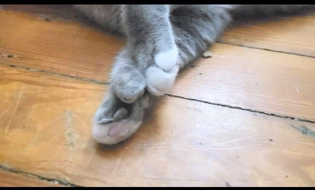 Enlarge Niko , an adopted Domestic Short Hair in Enfield, CT image 4/5