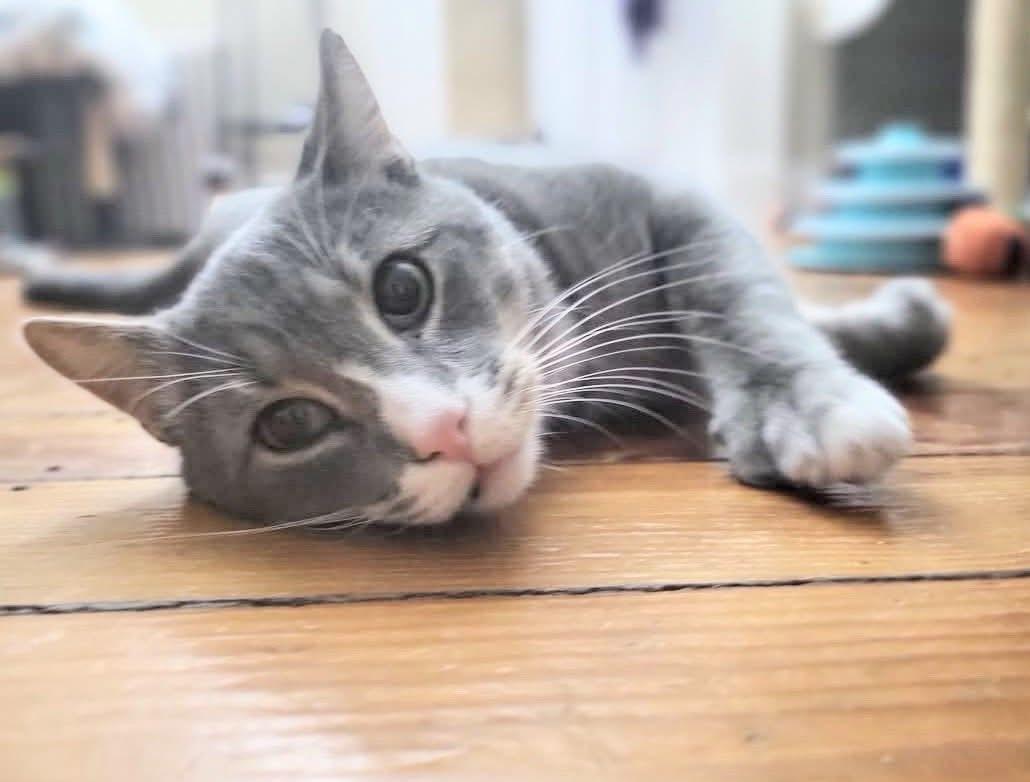 Niko , adopted, Adult Male Domestic Short Hair.