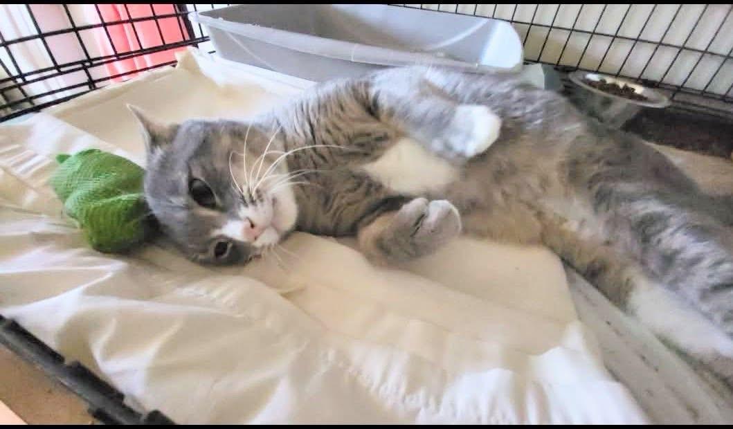 Enlarge Niko , an adopted Domestic Short Hair in Enfield, CT image 2/5