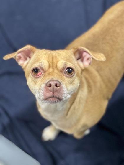 Sweetie Pie, an adoptable mixed breed in Sacramento, CA image 3/3