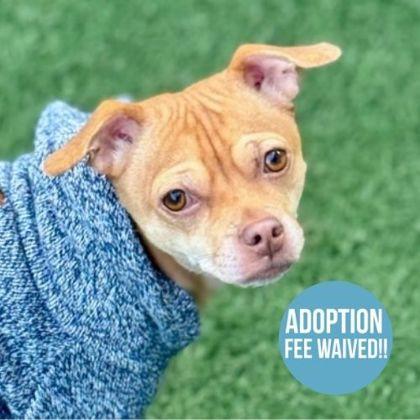 Sweetie Pie, adoptable, Adult Female Chihuahua.