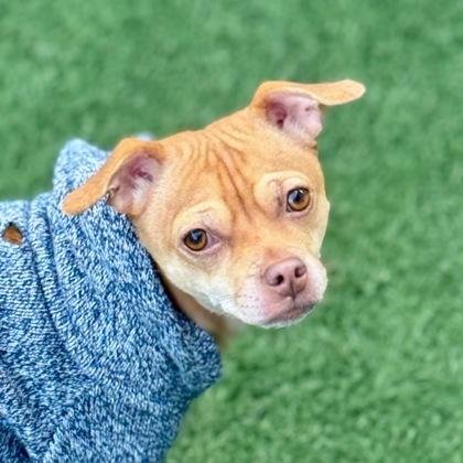 Sweetie Pie, adoptable, Adult Female Chihuahua.