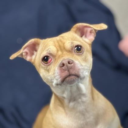 Sweetie Pie, an adoptable mixed breed in Sacramento, CA image 2/3