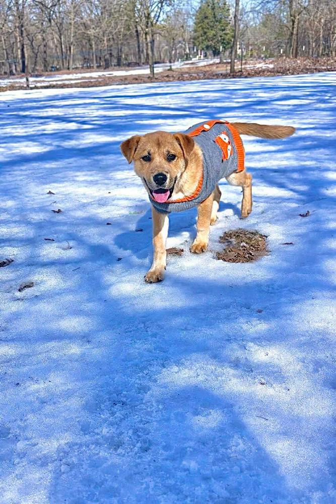 Charlie, Adoptable, Puppy Male Great Pyrenees & Labrador Retriever.