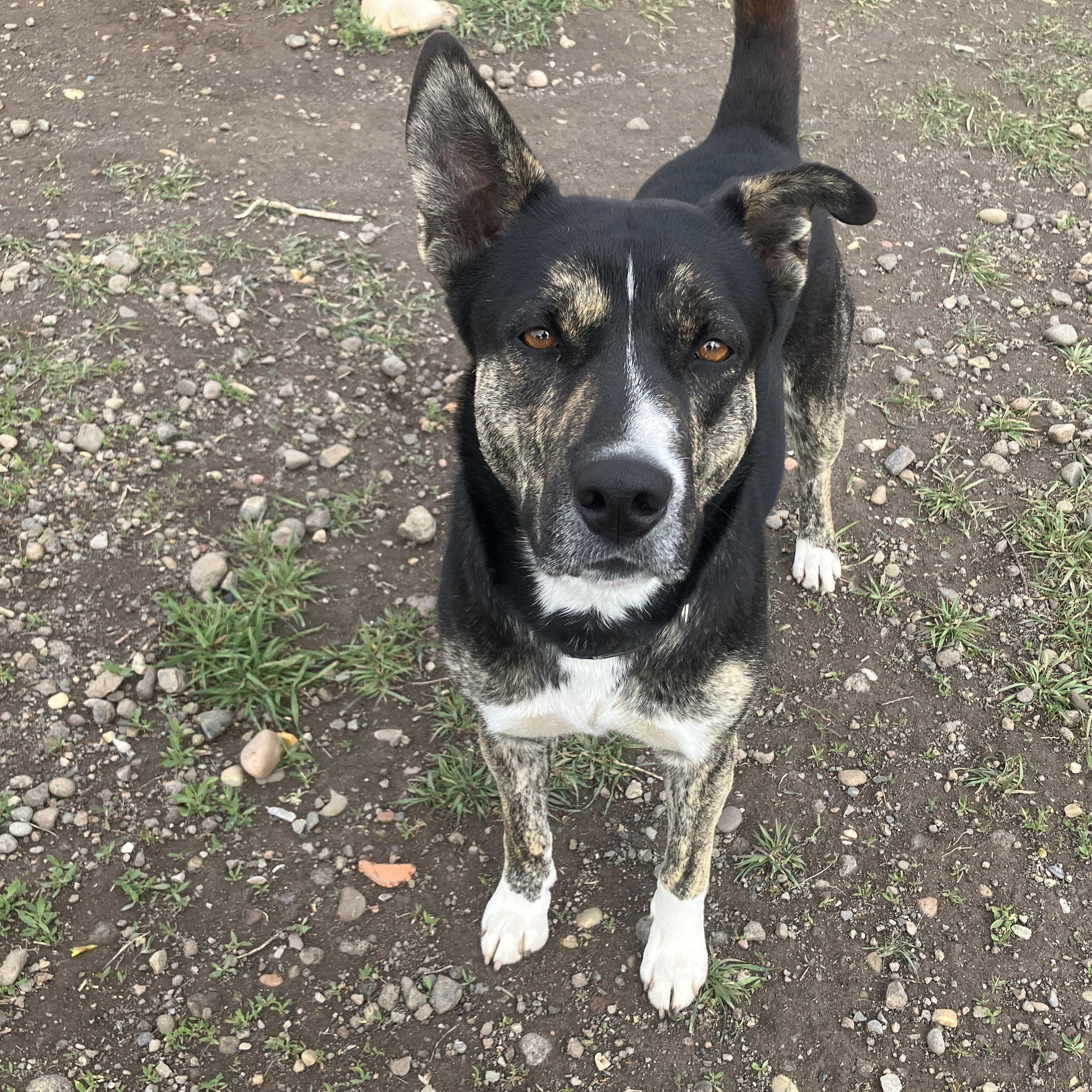 Nina, Adoptable, Adult Female Mixed Breed.