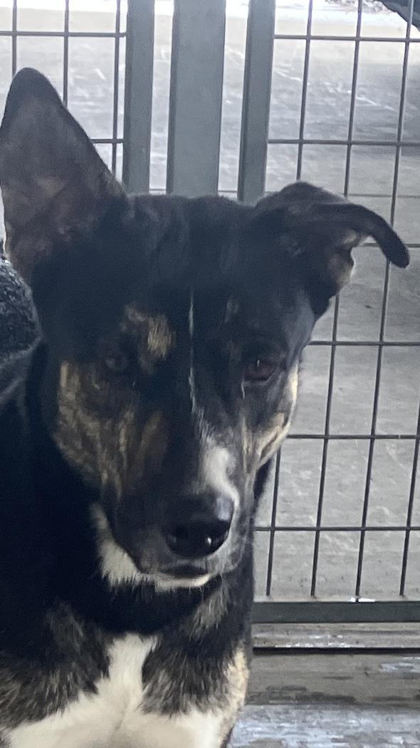 Nina, a Adoptable mixed breed in St. Anthony, ID image 2/5