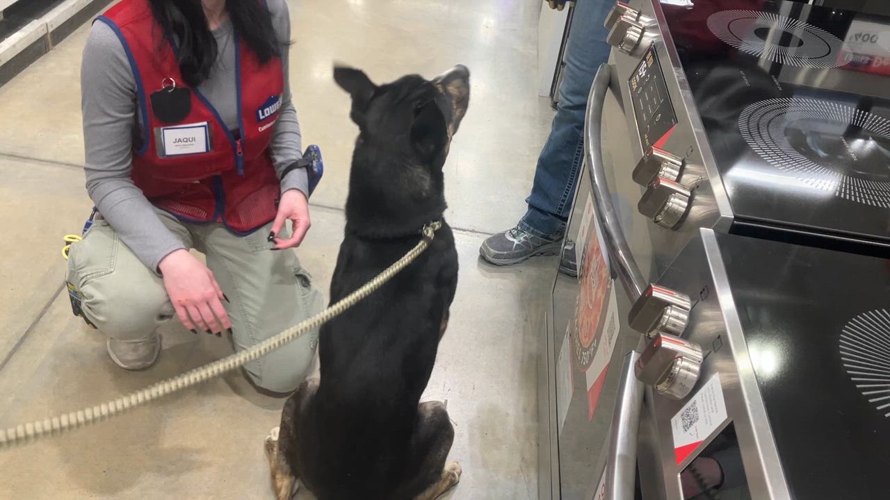 Enlarge Nina, a Adoptable mixed breed in St. Anthony, ID video 2/2