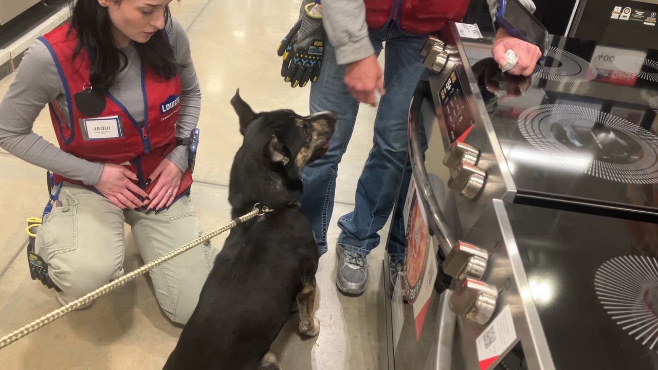 Enlarge Nina, a Adoptable mixed breed in St. Anthony, ID video 5/5