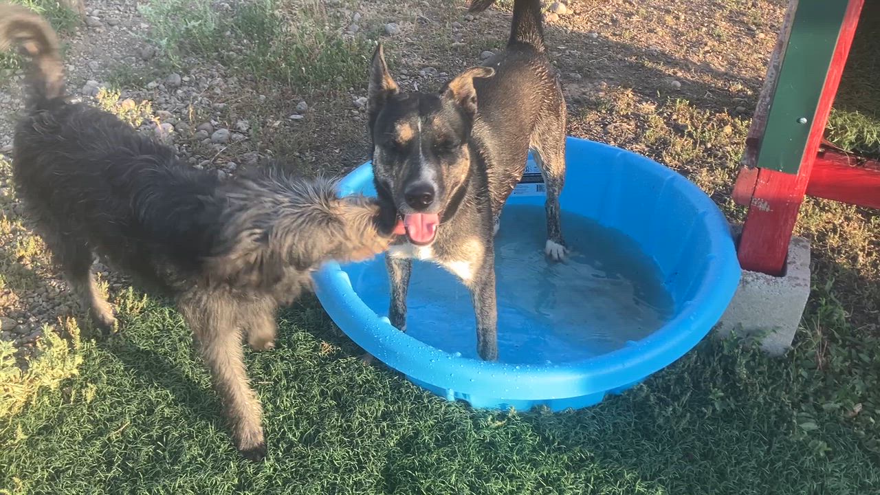 Enlarge Nina, a Adoptable mixed breed in St. Anthony, ID video 3/5