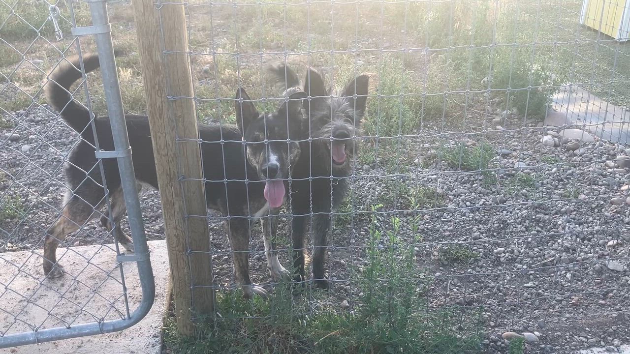 Enlarge Nina, a Adoptable mixed breed in St. Anthony, ID video 4/5