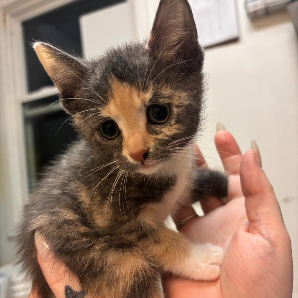 Daisy, Adoptable, Young Female Domestic Short Hair.