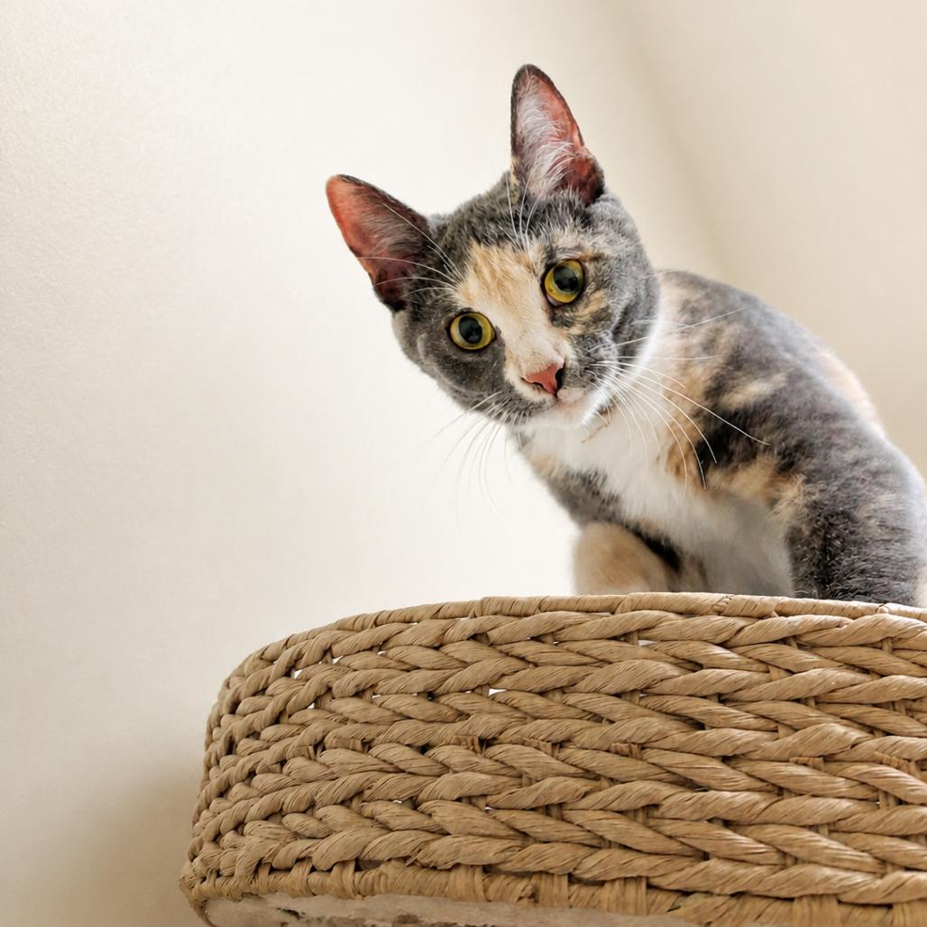 Daisy, Adoptable, Young Female Domestic Short Hair.