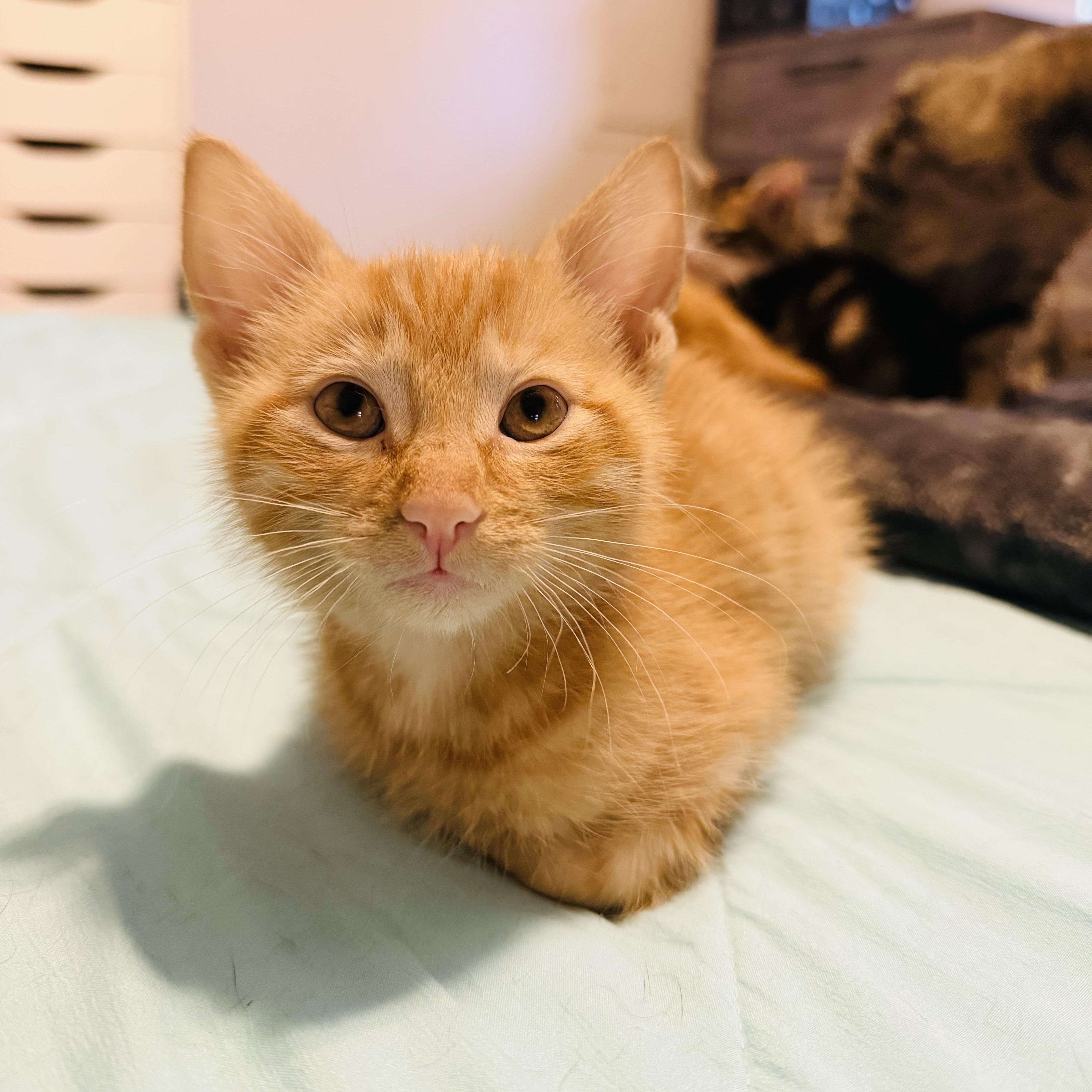 Fiyero, a ADOPTABLE Tabby in Bethel, CT image 1/6