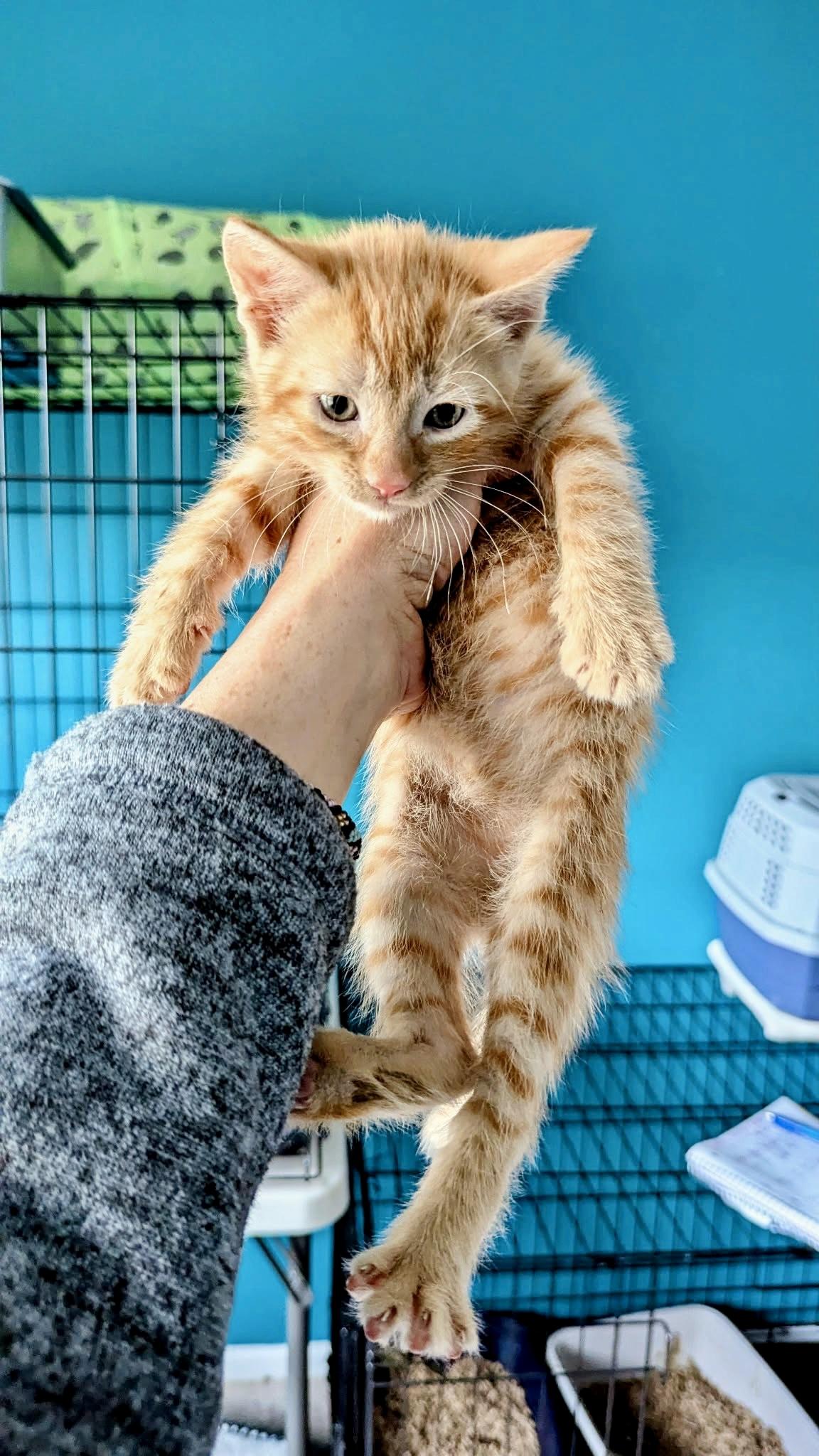 Fiyero, a ADOPTABLE Tabby in Bethel, CT image 4/6