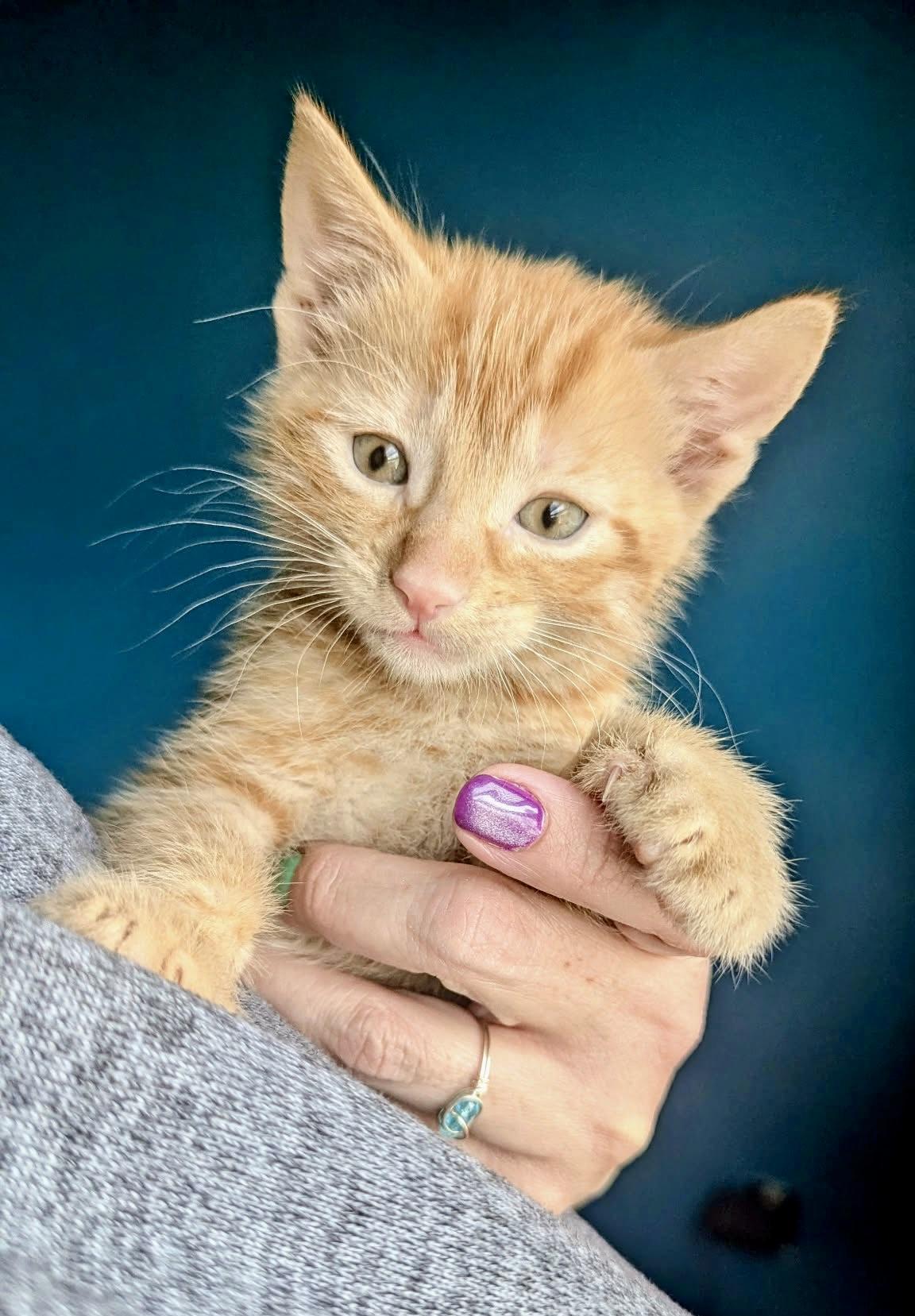 Fiyero, a ADOPTABLE Tabby in Bethel, CT image 2/6