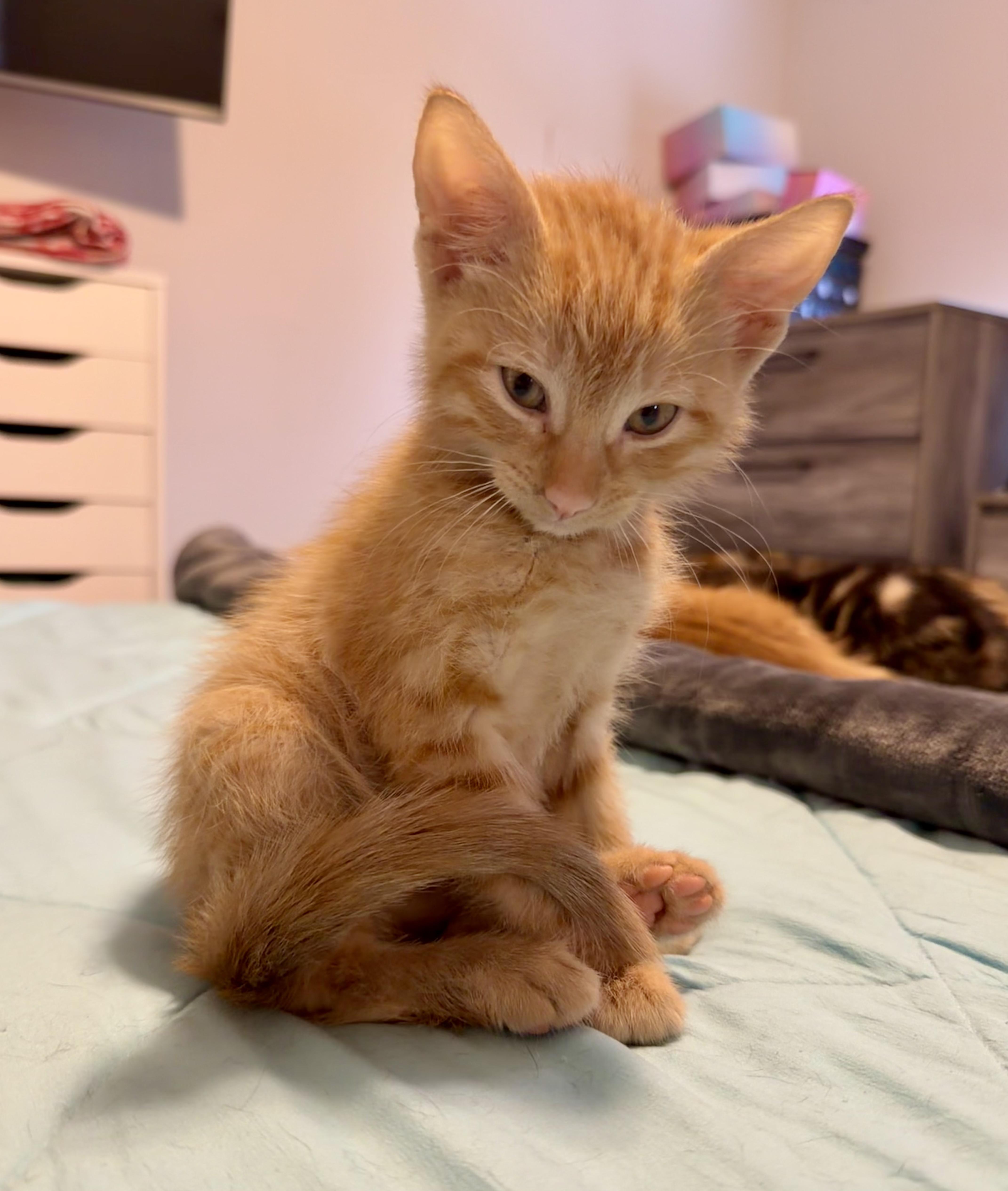 Fiyero, a ADOPTABLE Tabby in Bethel, CT image 3/6